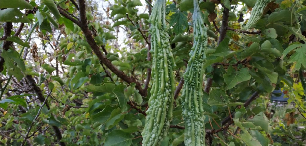 How to Plant Bitter Gourd Seeds