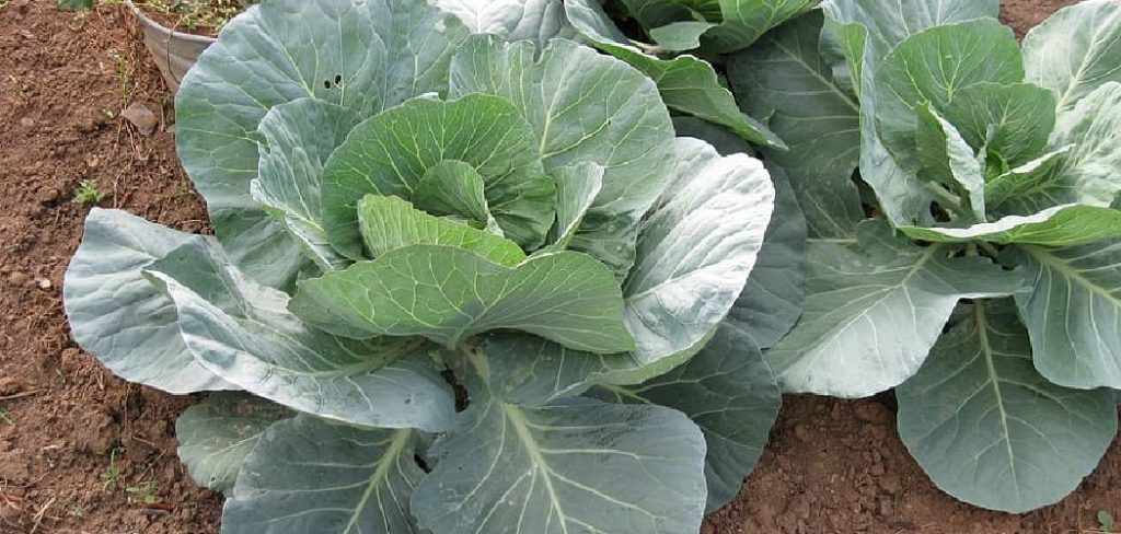 How to Plant Cabbage in Raised Beds