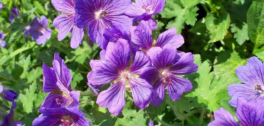 How to Plant Perennial Seeds