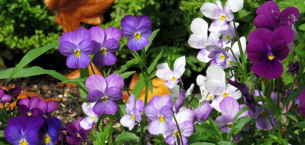 How to Plant Viola Seeds