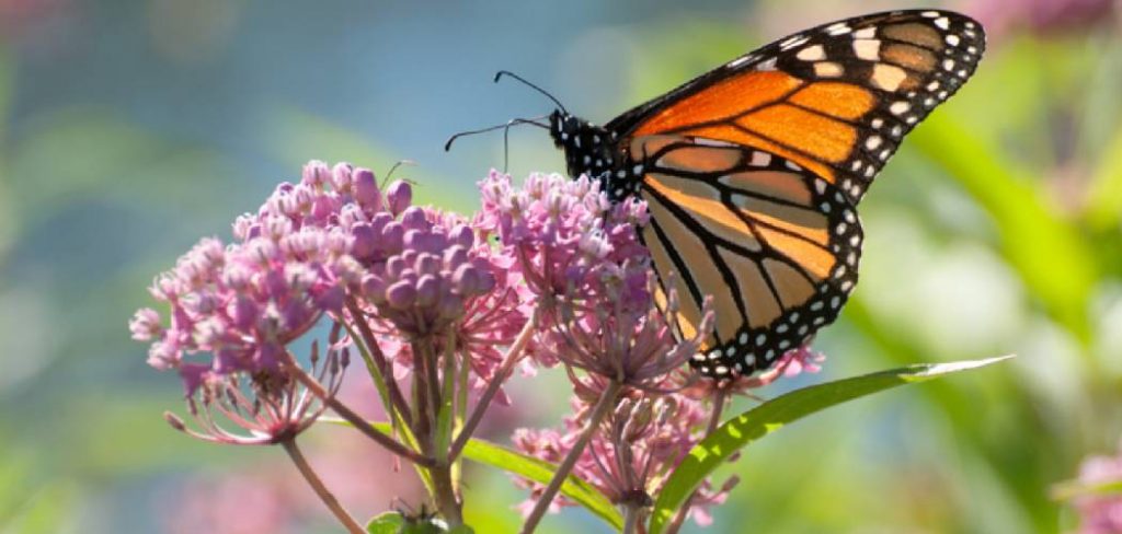How to Propagate Butterfly Plants