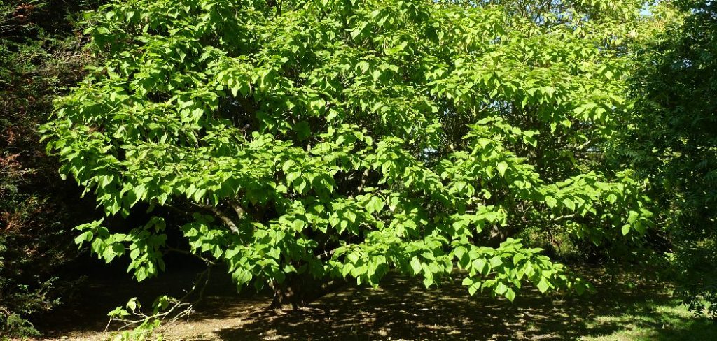 How to Prune Catalpa Tree