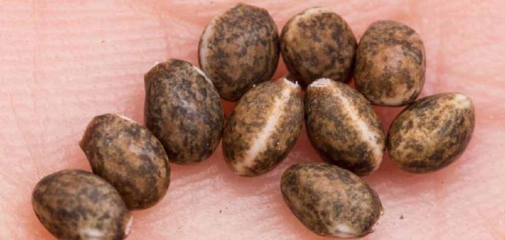 How to Scarify Lupine Seeds