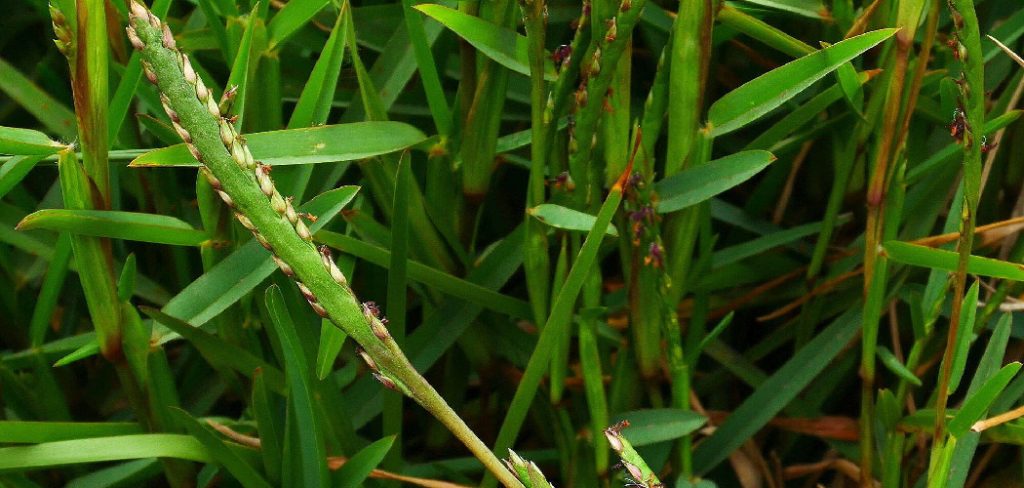 How to Seed Centipede Grass