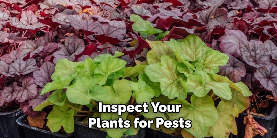 How to Split Heuchera Plants