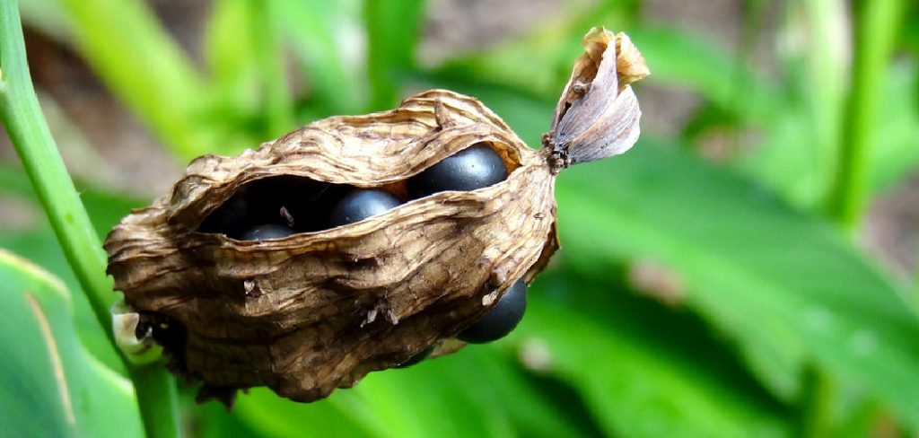 How to Store Canna Lily Seeds