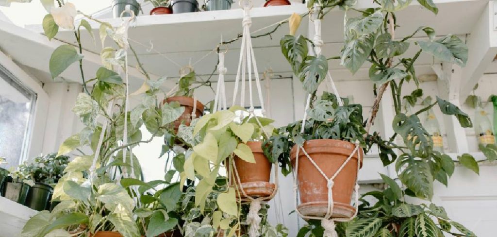 How to Take Care of Hanging Plants