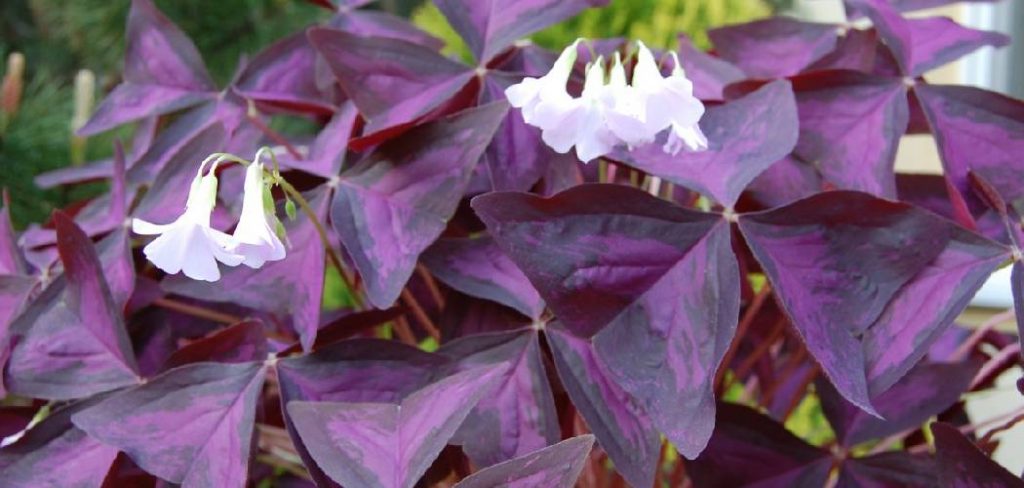 How to Transplant a Shamrock Plant