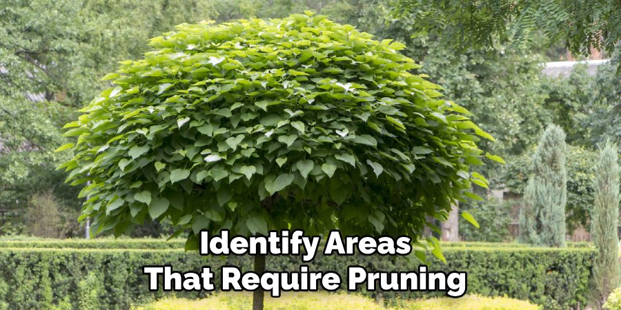 Identify Areas
That Require Pruning