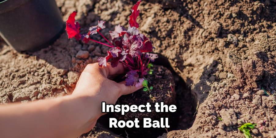 Inspect the Root Ball