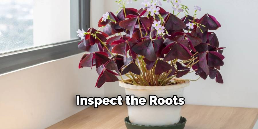 Inspect the Roots