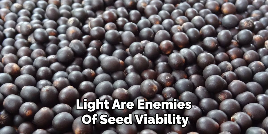 Light Are Enemies
Of Seed Viability