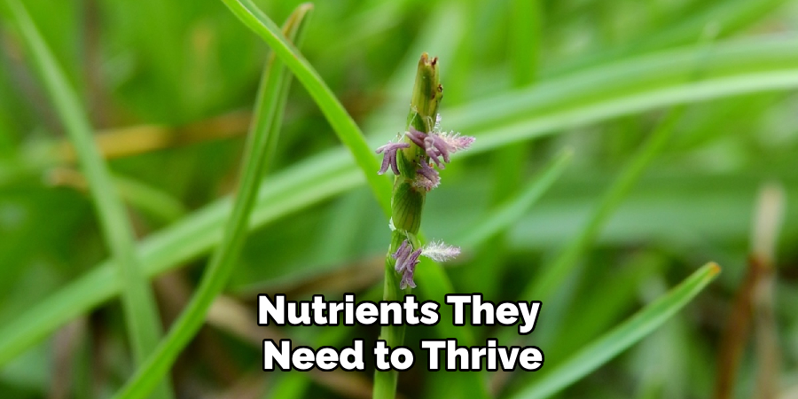 Nutrients They 
Need to Thrive