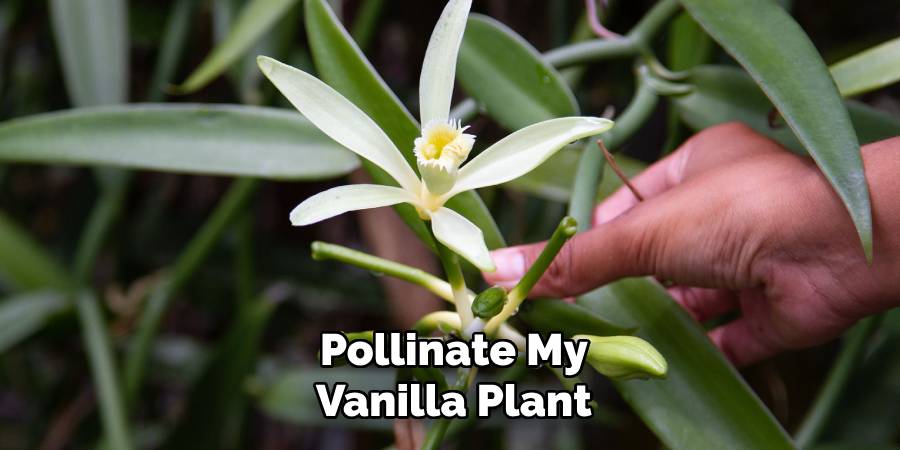 Pollinate My Vanilla Plant