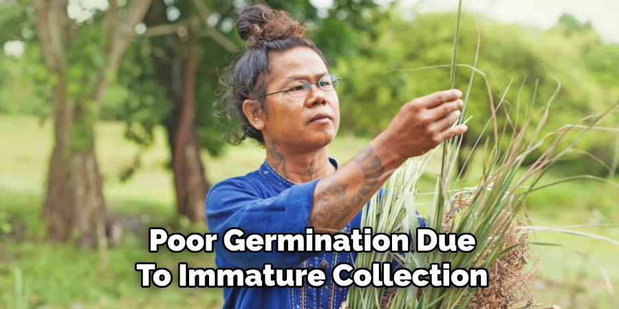 Poor Germination Due
To Immature Collection