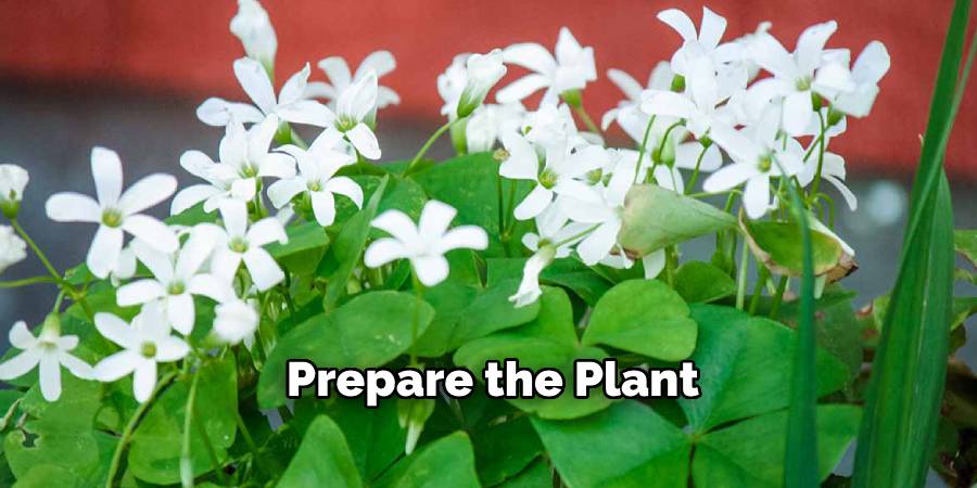 Prepare the Plant