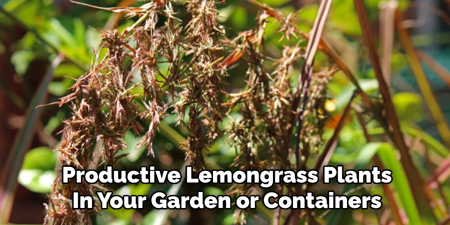 Productive Lemongrass Plants
In Your Garden or Containers