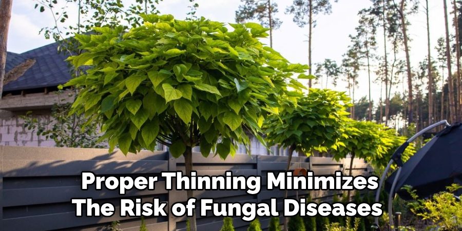 Proper Thinning Minimizes
The Risk of Fungal Diseases