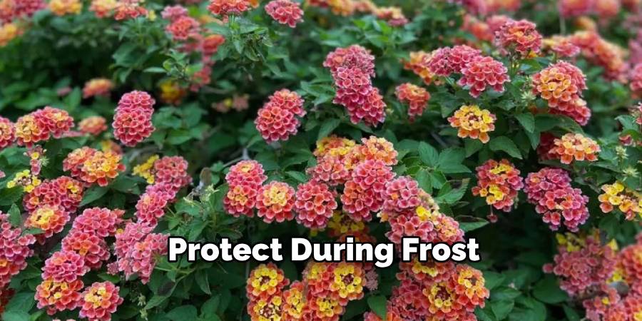 Protect During Frost