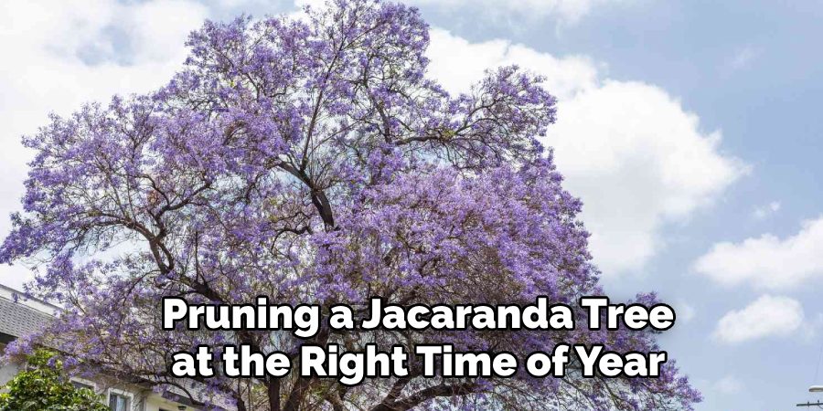 Pruning a Jacaranda Tree
at the Right Time of Year