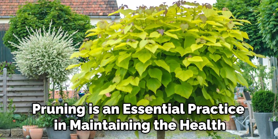 Pruning is an Essential Practice
in Maintaining the Health