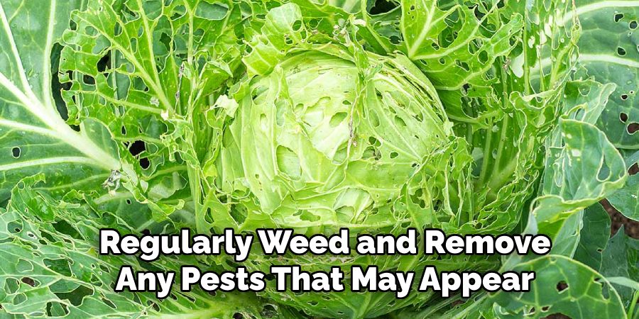 Regularly Weed and Remove
Any Pests That May Appear