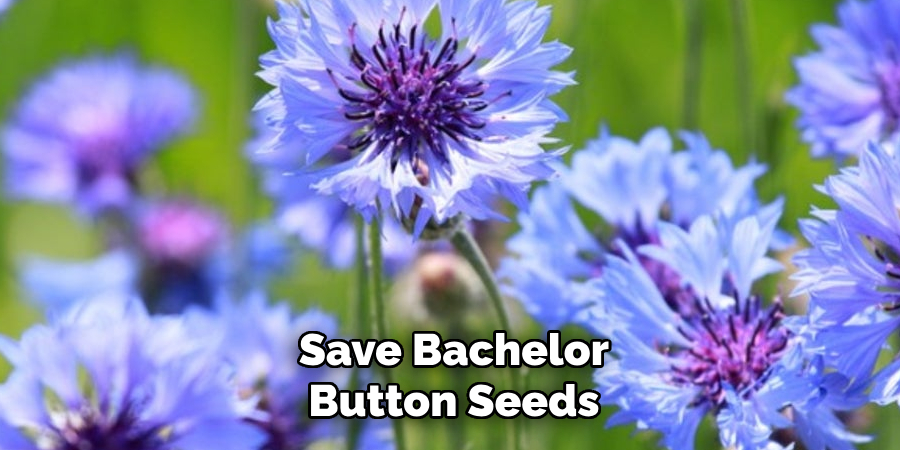 Save Bachelor Button Seeds