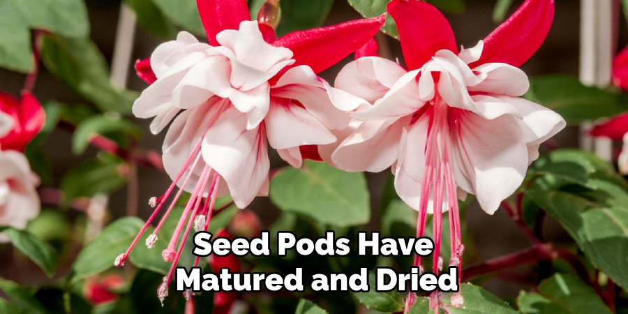 Seed Pods Have
Matured and Dried