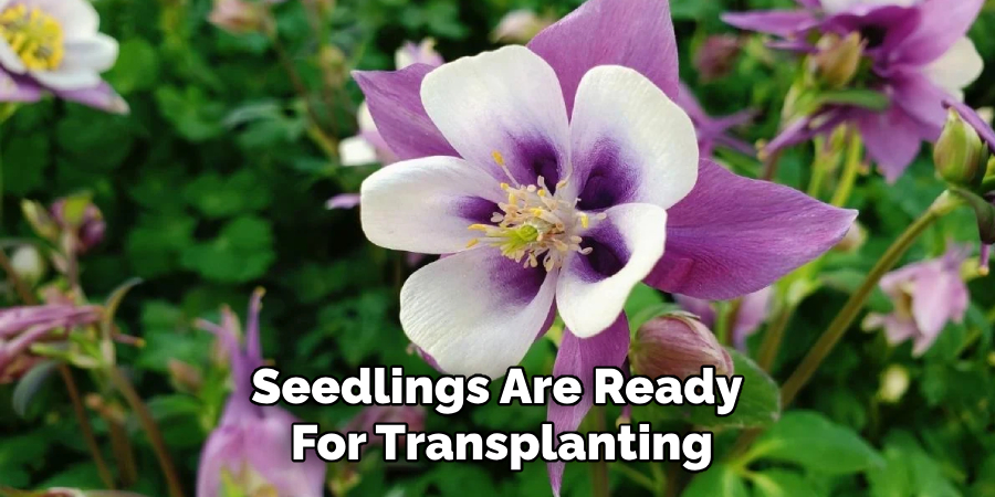 Seedlings Are Ready
For Transplanting