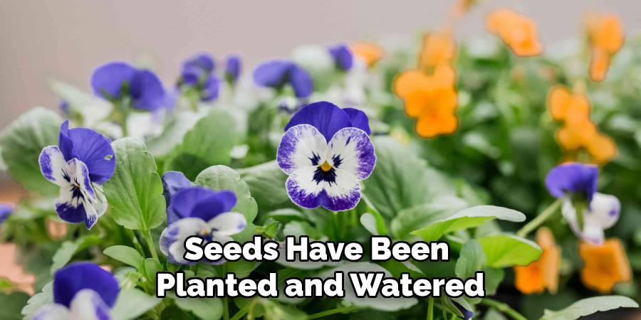 Seeds Have Been
Planted and Watered