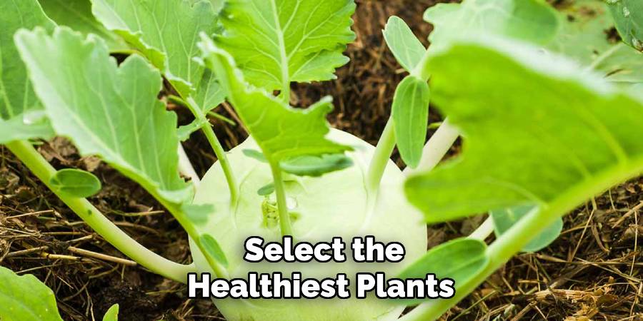 Select the Healthiest Plants