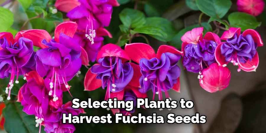 Selecting Plants to
Harvest Fuchsia Seeds