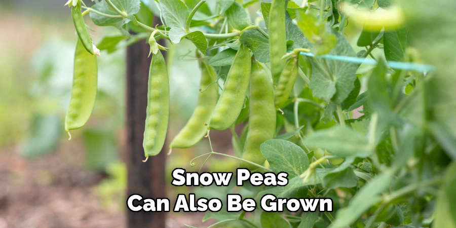 Snow Peas
Can Also Be Grown