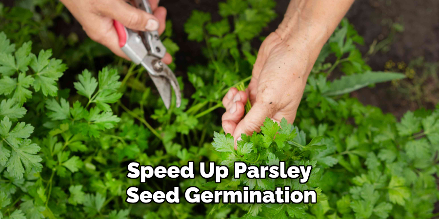 Speed Up Parsley
Seed Germination