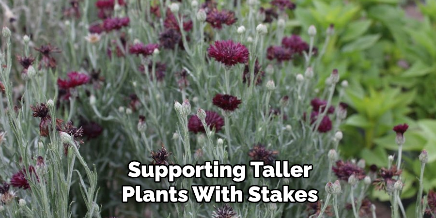 Supporting Taller Plants With Stakes