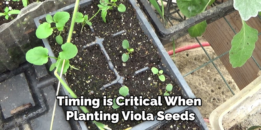 Timing is Critical When
Planting Viola Seeds