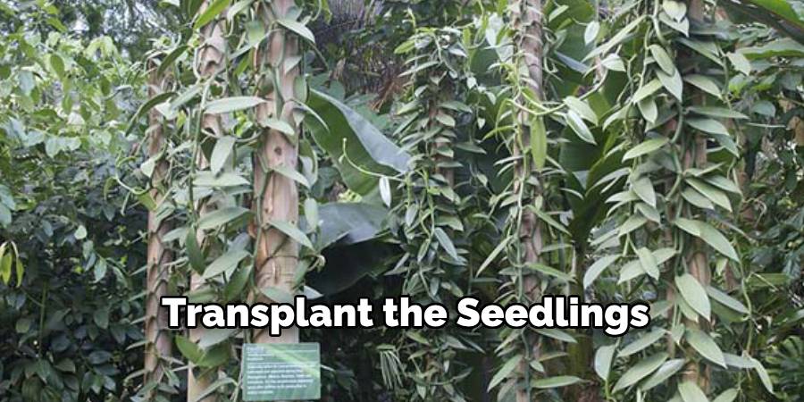Transplant the Seedlings