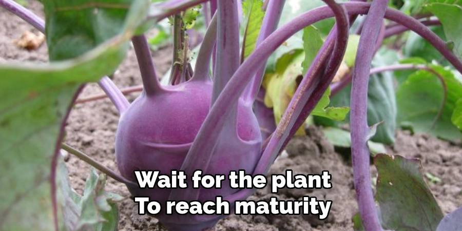Wait for the plant to reach maturity