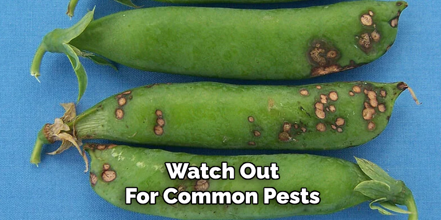 Watch Out
For Common Pests