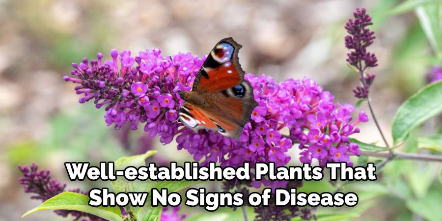 Well-established Plants That
Show No Signs of Disease