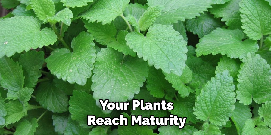 Your Plants
Reach Maturity