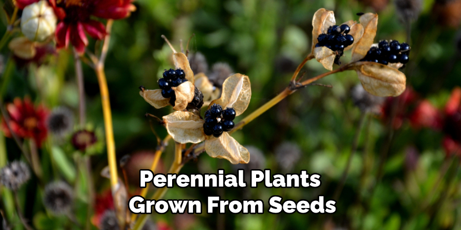 Perennial Plants
Grown From Seeds