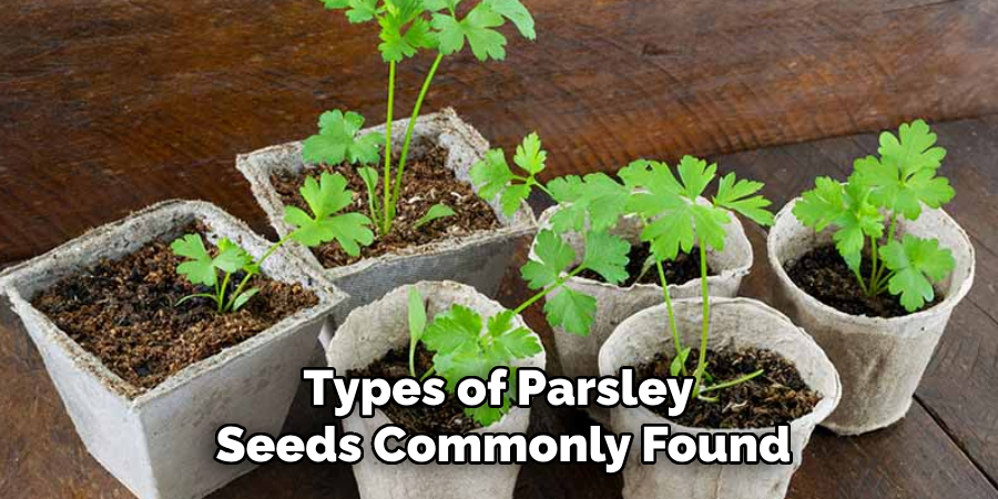 Types of Parsley
Seeds Commonly Found