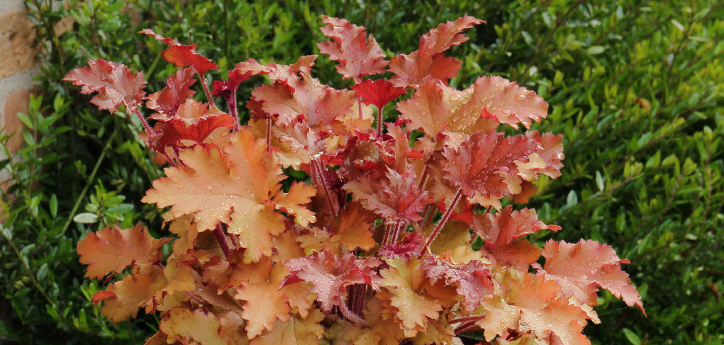 How to Care for Heuchera Plants