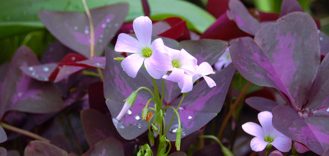 How to Care for Shamrock Plants Indoors