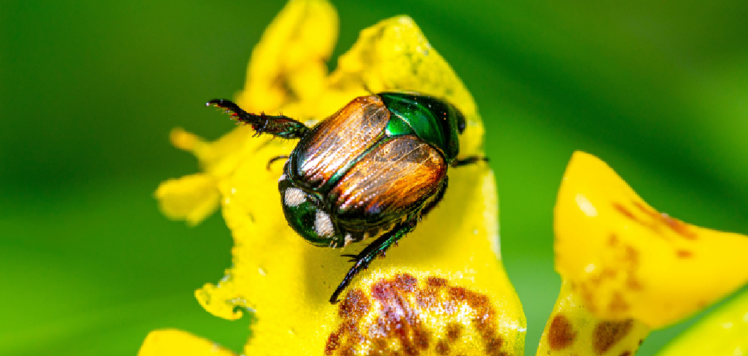 How to Get Japanese Beetles Off Plants
