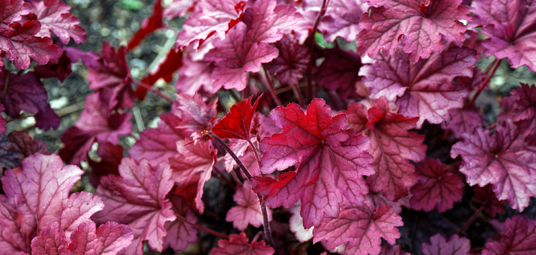How to Grow Heuchera Plants