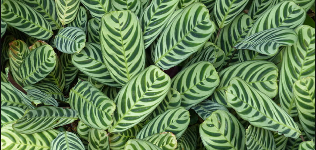 How to Grow Prayer Plants