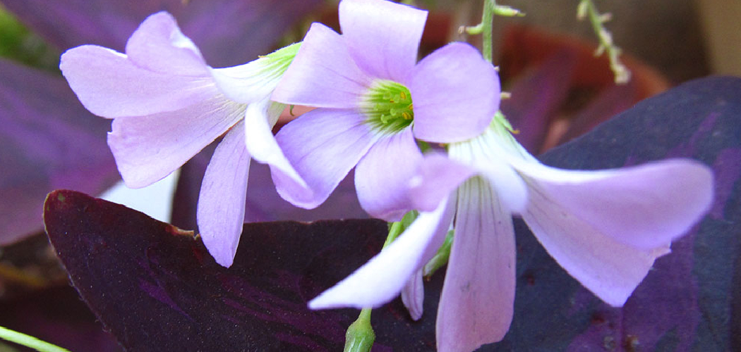 How to Grow Shamrock Plants