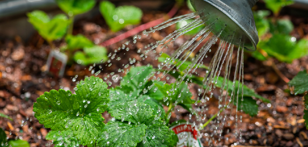 How to Know if Plants Need Water